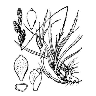 Carex ericetorum Pollich 