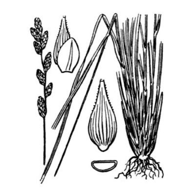 Carex elongata L. 