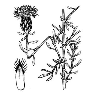 Centaurea leucophaea Jord. 