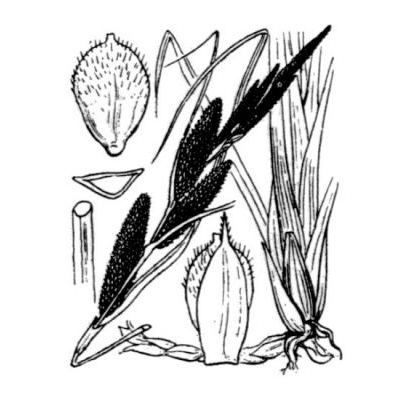 Carex hispida Willd. 