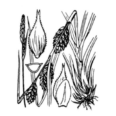 Carex hordeistichos Vill. 