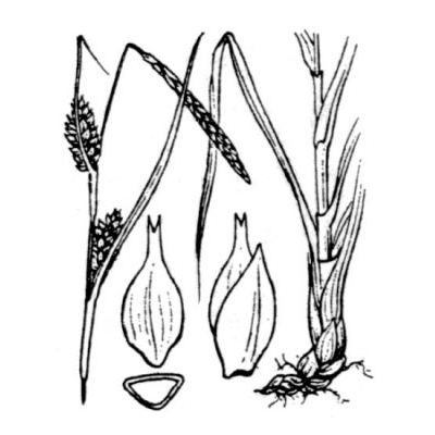 Carex hostiana DC. 