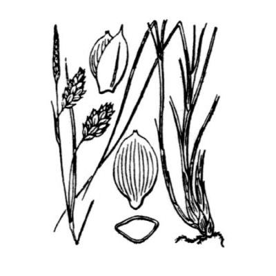 Carex limosa L. 
