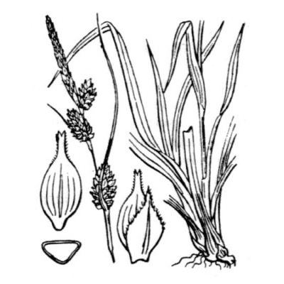 Carex mairei Cosson & Germ. 