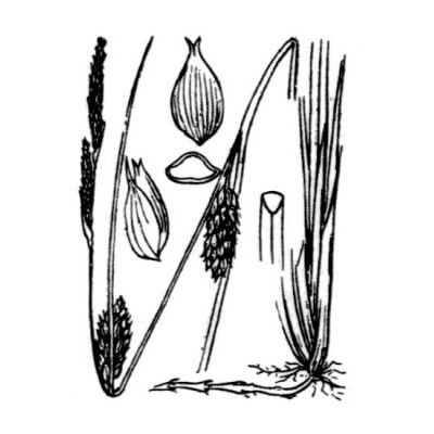 Carex melanostachya Willd. 