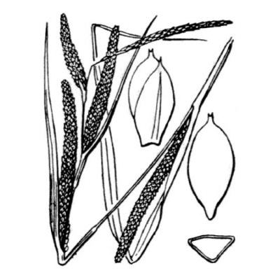 Carex microcarpa Bertol. ex Moris 