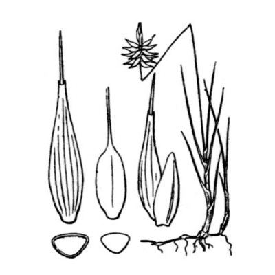 Carex microglochin Wahlenb. 