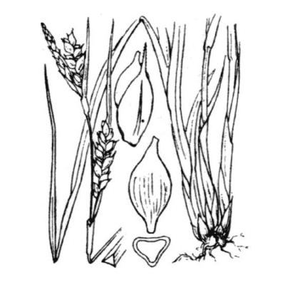 Carex olbiensis Jord. 