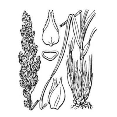 Carex paniculata L. 
