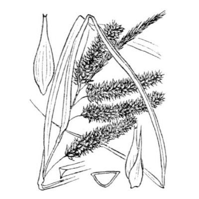 Carex pseudocyperus L. 