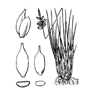 Carex pulicaris L. 