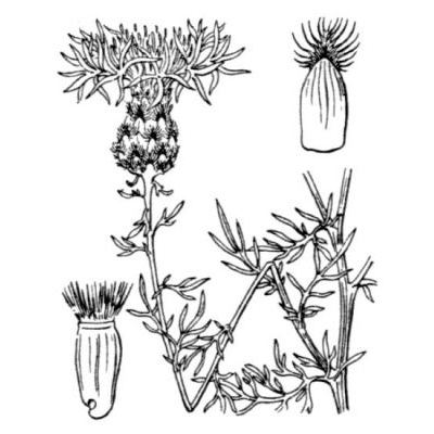 Centaurea stoebe L. 