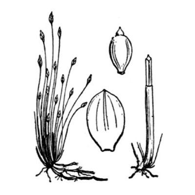Eleocharis acicularis (L.) Roem. & Schult. 