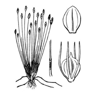 Eleocharis parvula (Roem. & Schult.) Link ex Bluff, Nees & Schauer 