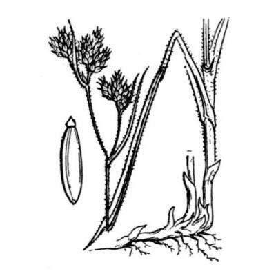 Fuirena pubescens (Poir.) Kunth 