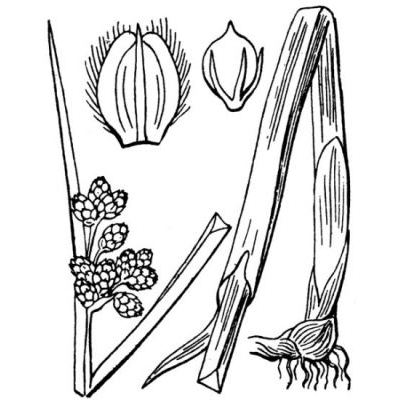 Schoenoplectus triqueter (L.) Palla 