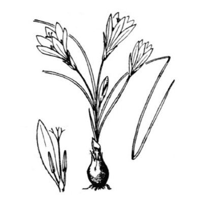 Romulea bulbocodium (L.) Sebast. & Mauri 
