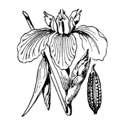 Iris pseudacorus L. 