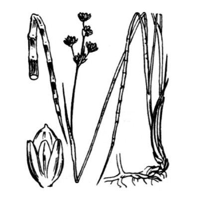 Juncus alpinoarticulatus Chaix subsp. alpinoarticulatus 