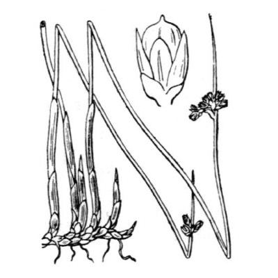 Juncus arcticus Willd. 