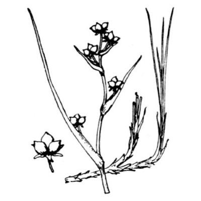 Scheuchzeria palustris L. 