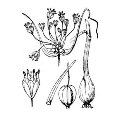 Allium carinatum L. 