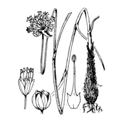 Allium lineare L. 