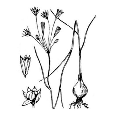 Allium parciflorum Viv. 