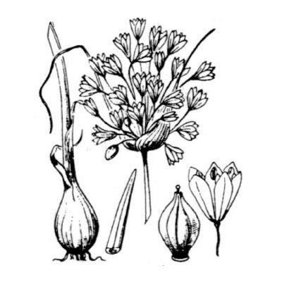 Allium paniculatum L. 
