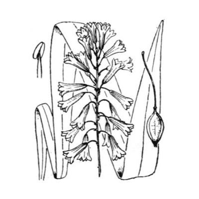 Bellevalia trifoliata (Ten.) Kunth 