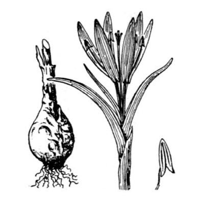 Colchicum bulbocodium Ker Gawl. 
