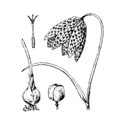 Fritillaria meleagris L. 