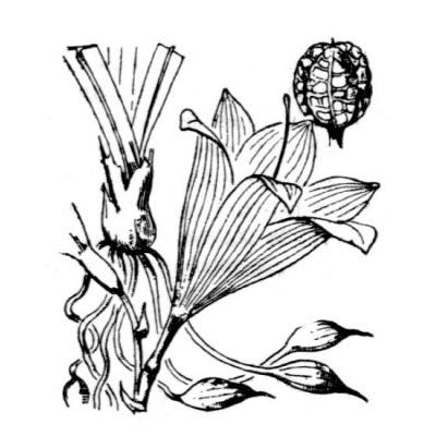 Hemerocallis lilioasphodelus L. 