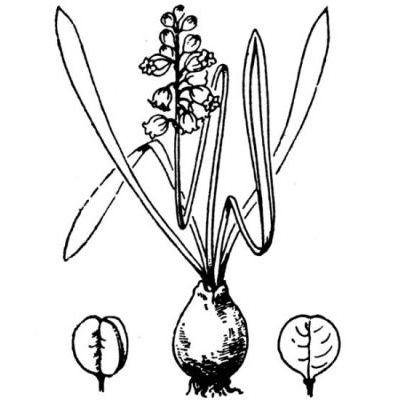 Muscari botryoides (L.) Mill. 