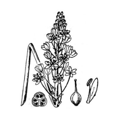 Scilla hyacinthoides L. 