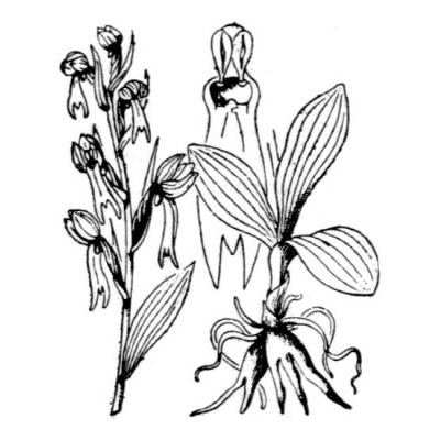 Dactylorhiza viridis (L.) R. M. Bateman, Pridgeon & M. W. Chase 