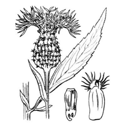Cheirolophus sempervirens (L.) Pomel 