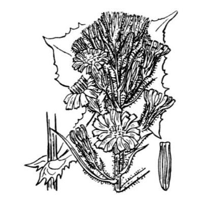 Cicerbita alpina (L.) Wallr. 