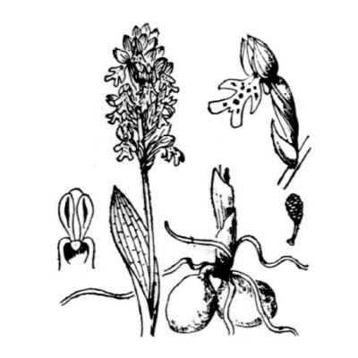 Neotinea ustulata (L.) R. M. Bateman, Pridgeon & M. W. Chase 