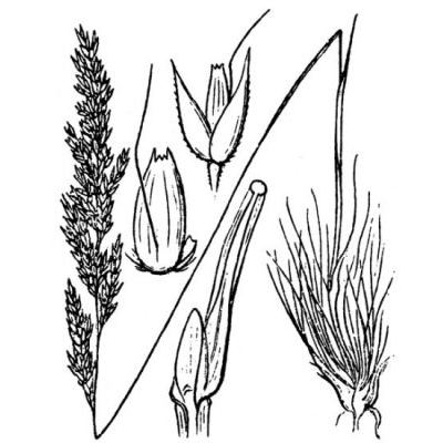 Agrostis curtisii Kerguélen 