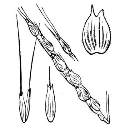 Triticum ventricosum (Tausch) Ces., Pass. & Gibelli 