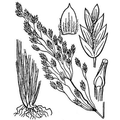 Bellardiochloa variegata (Lam.) Kerguélen 
