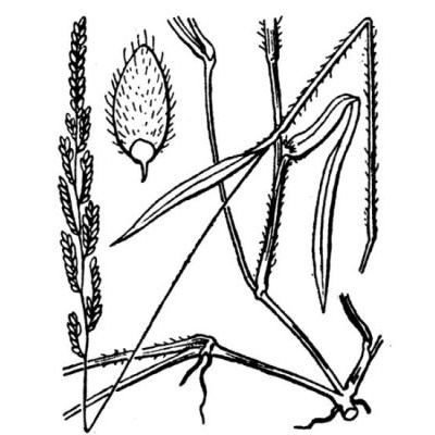 Brachiaria eruciformis (Sm.) Griseb. 