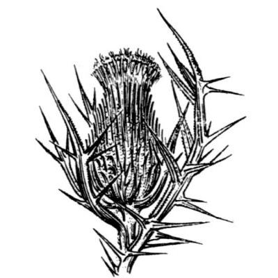 Cirsium echinatum (Desf.) DC. 