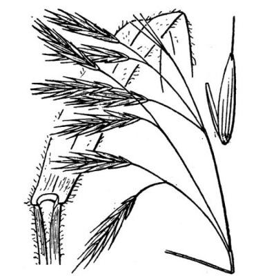 Bromopsis ramosa (Huds.) Holub 