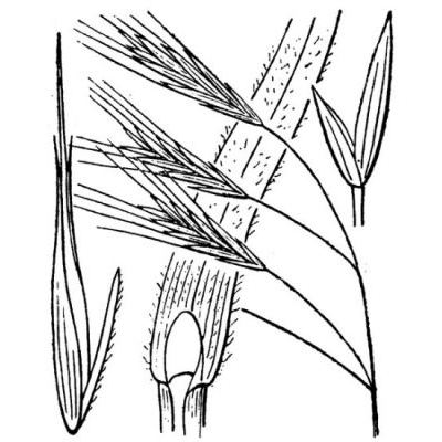 Anisantha sterilis (L.) Nevski 
