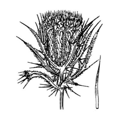 Cirsium ferox (L.) DC. 