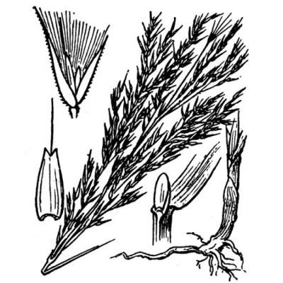 Calamagrostis pseudophragmites (Haller f.) Koeler 