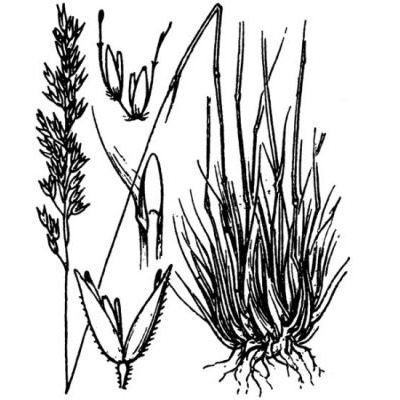 Corynephorus canescens (L.) P. Beauv. 