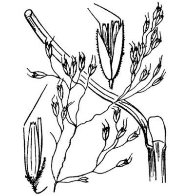 Deschampsia flexuosa (L.) Trin. 